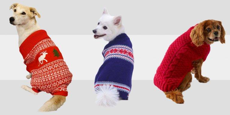 Pet Clothes To Try This Holidays    