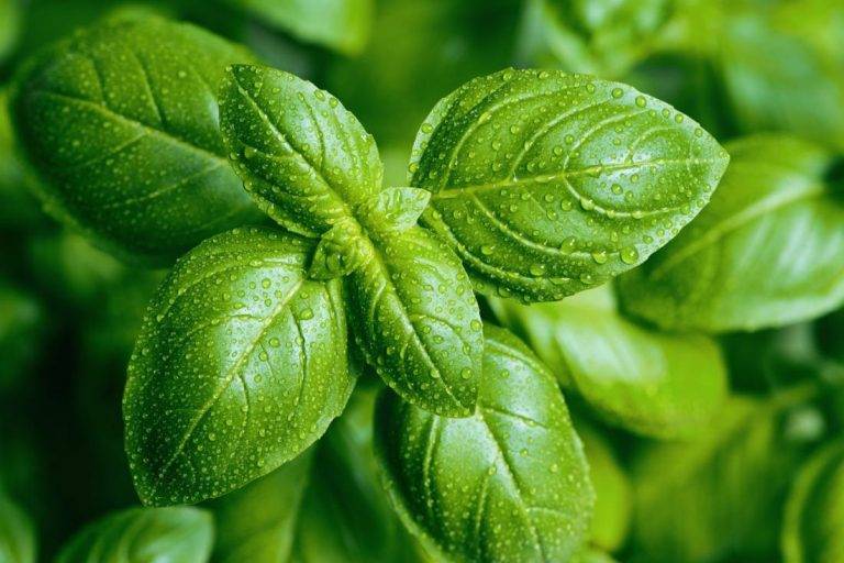 Everything You Need To Know About Basil, The Medicinal Herb