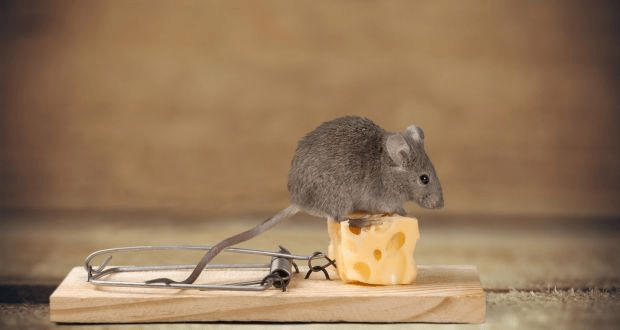 How to prevent mice from entering your home
