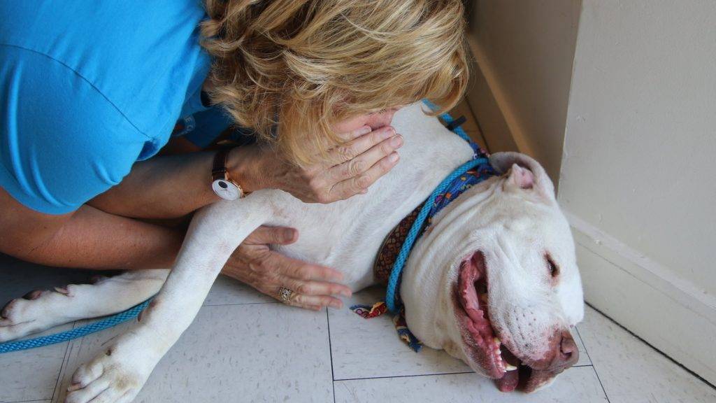 Useful Strategies on Getting Your Foster Pet Adopted