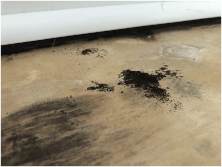How to Know If Your Home Has a Mold Issue?