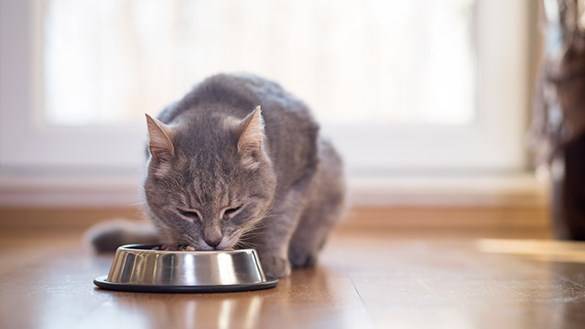 What Is the Balanced Diet for Your Cat?