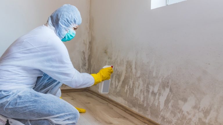 3 Key Things to Expect from Commercial Mold Remediation