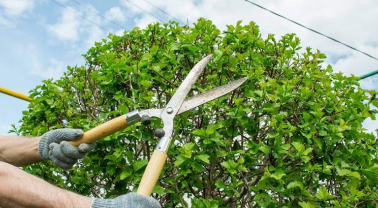 Preserving Green Spaces: The Importance of Tree Pruning in North Shore