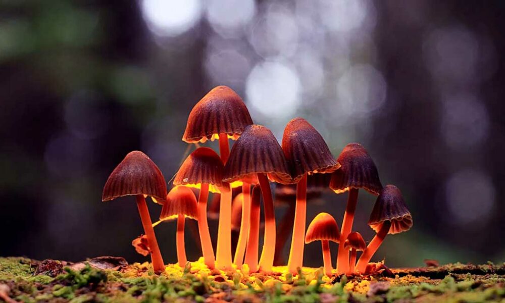 magic mushroom