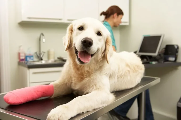 Common Pet Emergencies And How Your Veterinary Hospital Can Help