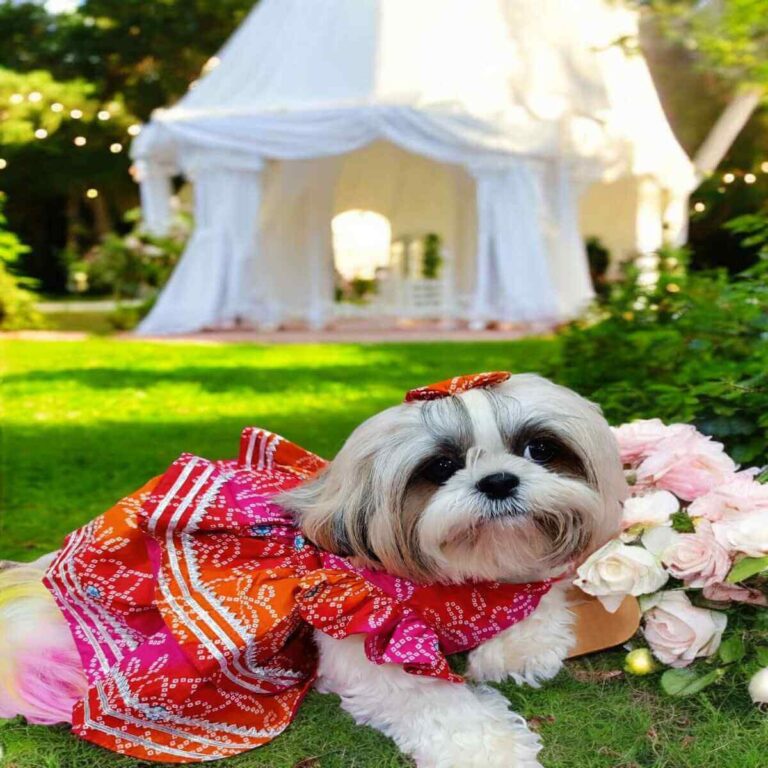Ethnic Wear for Pets: Why Indian PetParents Love Sherwanis & Kurtas