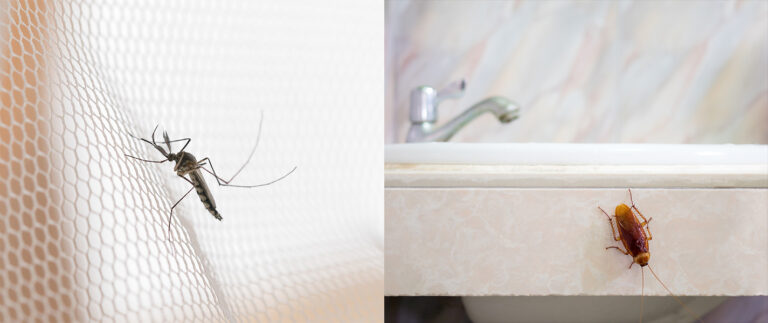 Harsh Truth — DIY Will Not Fix Pests In Your Nampa Home