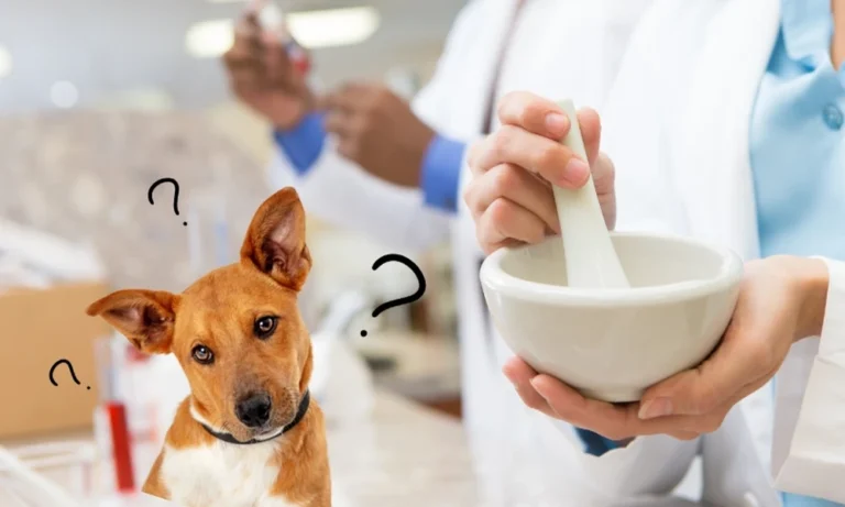 2 Benefits Of On Site Pharmacies For Faster Animal Care