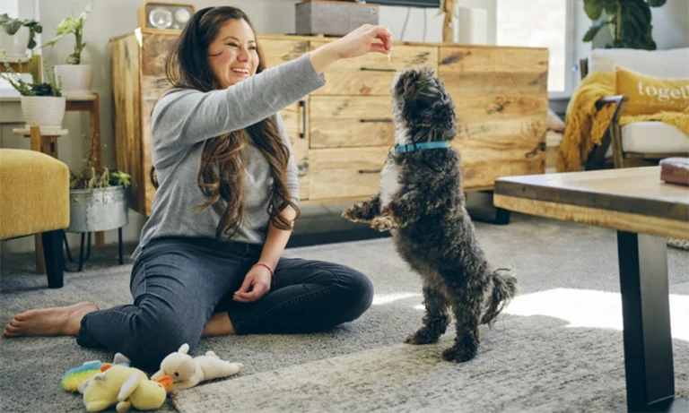 How Animal Urgent Care Provides Initial Care After A Pet’s Near Drowning Incident