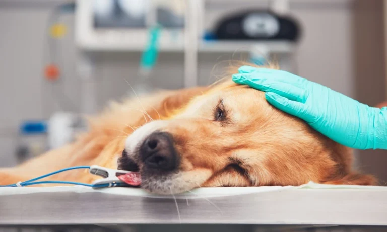 How Animal Hospitals Handle High Risk Anesthesia Cases